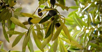 Extracto de hoja de olivo