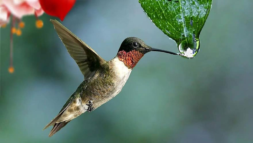 El pequeño colibrí