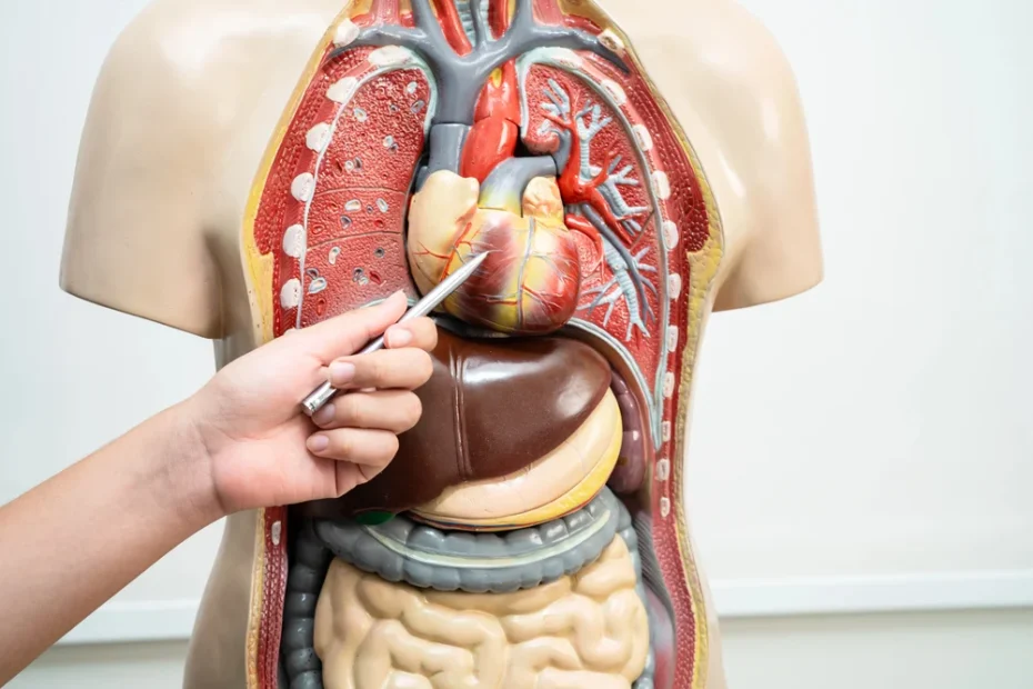 Human Anatomy Course