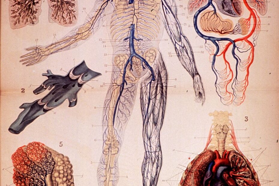 Anatomy and Physiology Courses